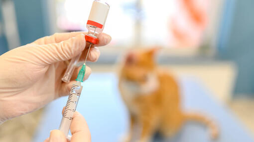 Cat not eating cheap after antibiotic injection